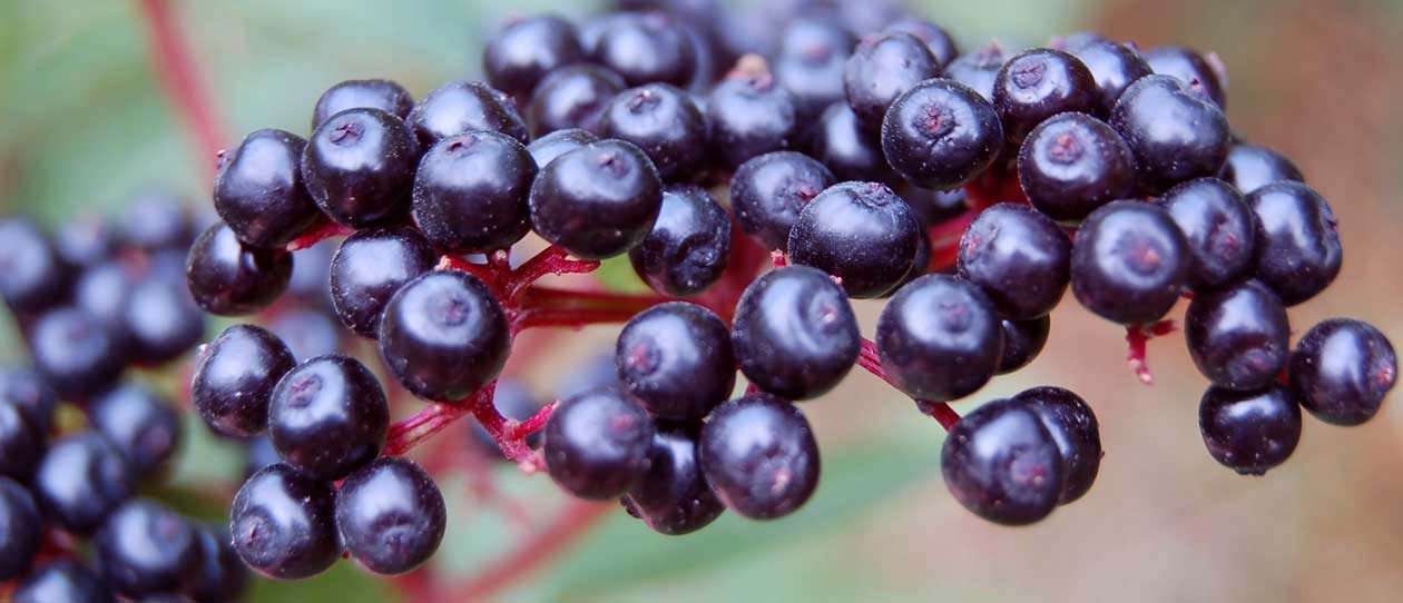 Blackmores Elderberry for overseas travel