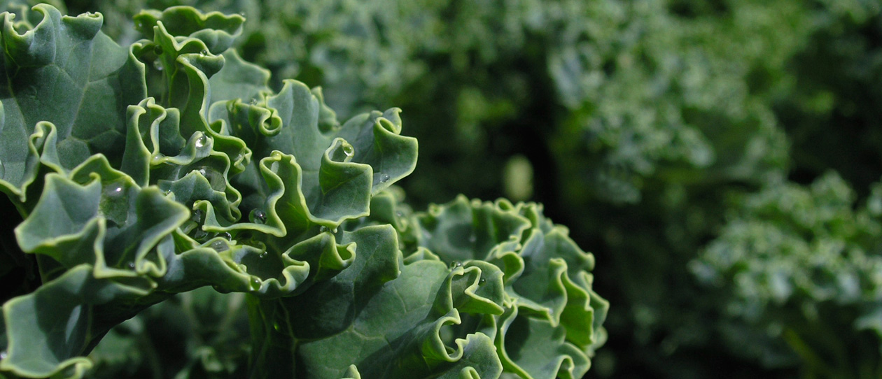 Blackmores 3 delicious ways to eat kale