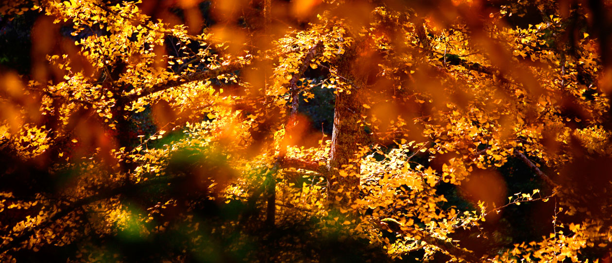 Blackmores 6 ways to make your health resolutions stick this autumn