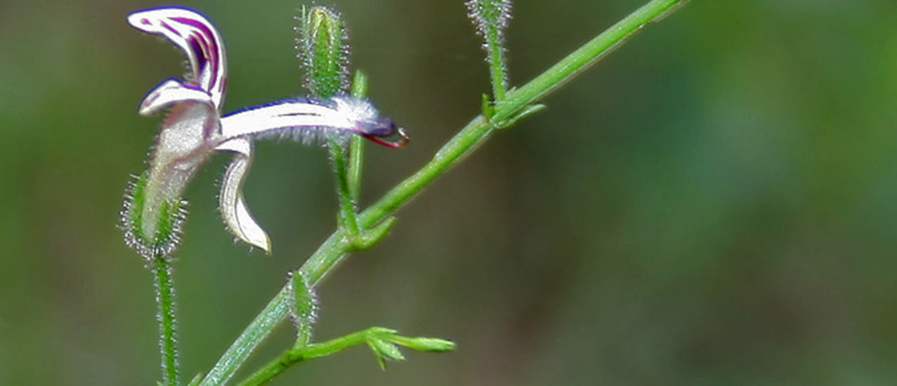 Blackmores andrographis east meets west