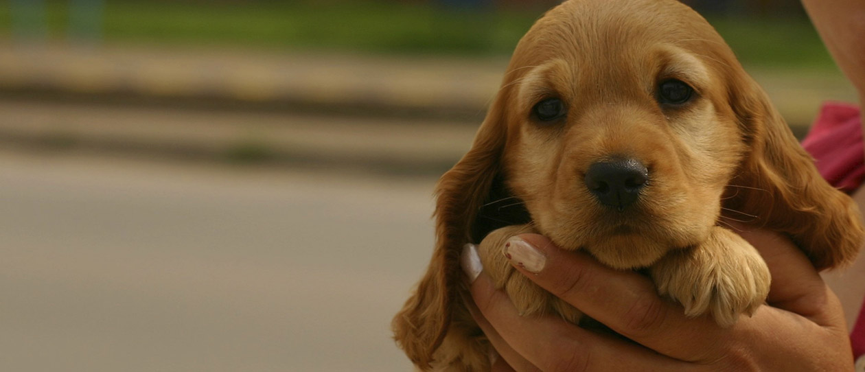 Blackmores another good reason to get a family pet