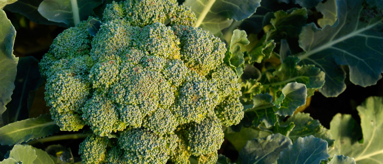 Blackmores broccoli could boost the immune system study says