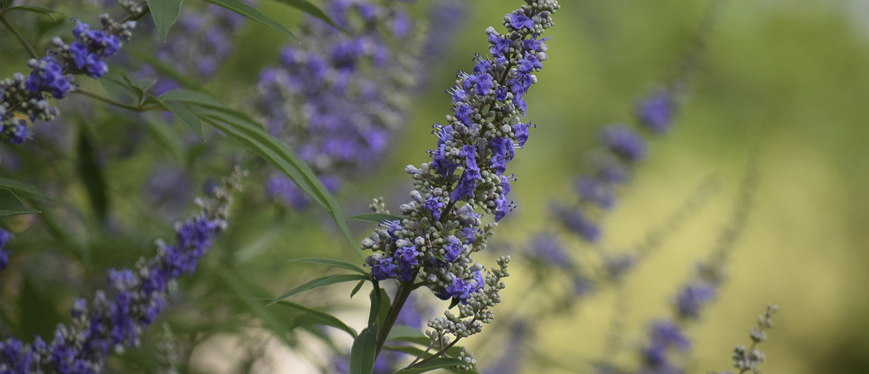 Blackmores The benefits of chaste tree