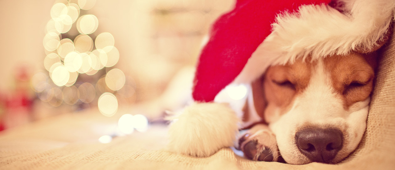 Blackmores dont make the festive season just about food