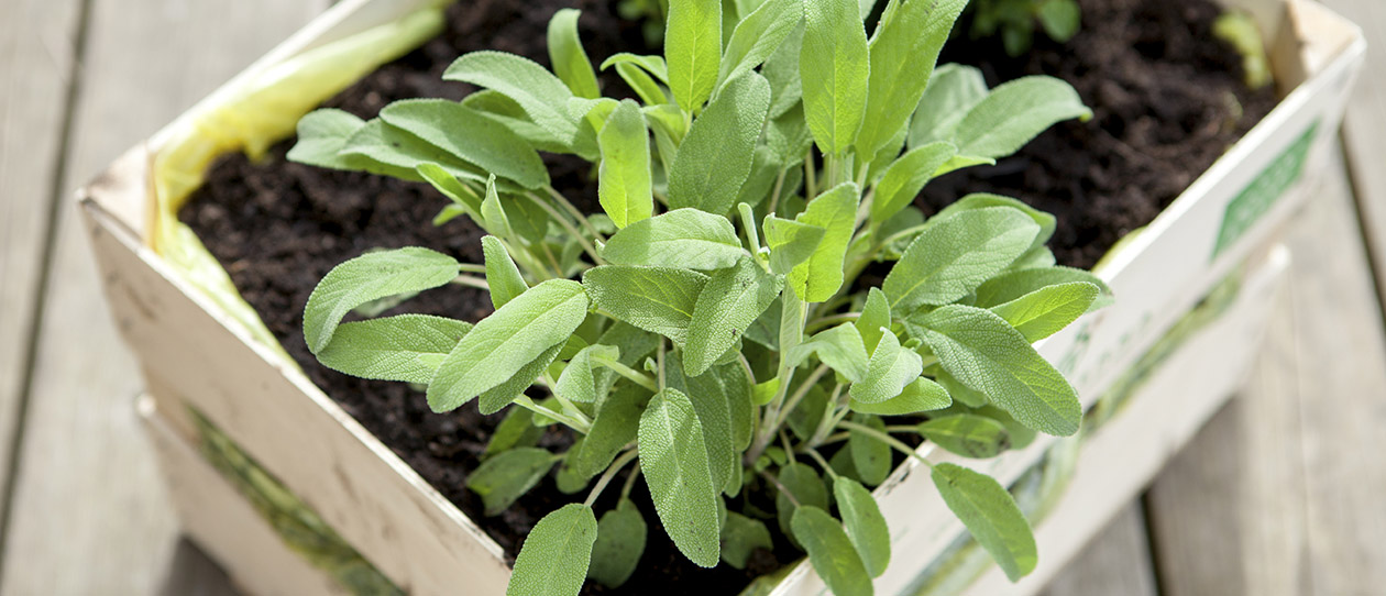 Blackmores herb box