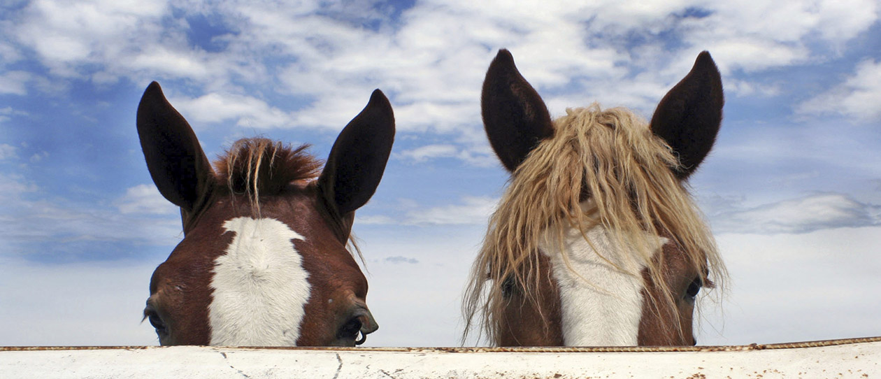 Blackmores horses helping humans to be calm and assertive