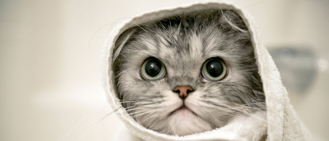 Internet cats are good for your health