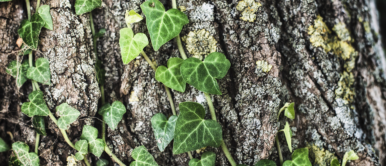 Blackmores ivy leaf for cough relief