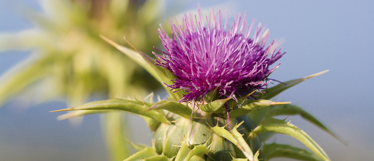 Blackmores milk thistle natures liver protector