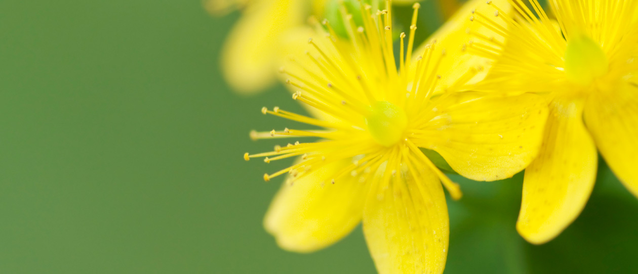 Blackmores new study proves hypericum to be effective