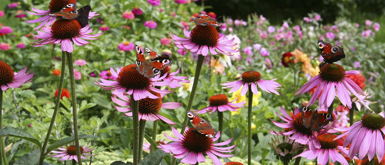Blackmores the mystery and science behind echinacea