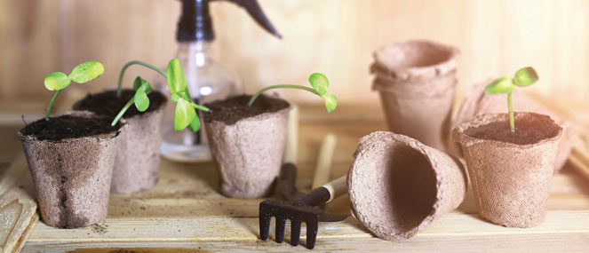 How to create a herb garden