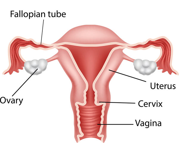 Getting to know your menstrual cycle - the female reproductive system | Blackmores