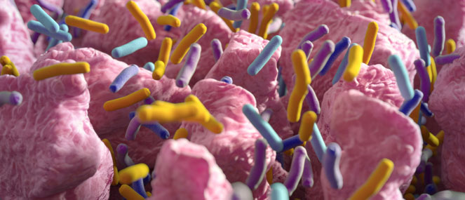The microbiome and probiotics