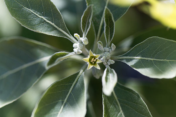 Close-up photo of the Ashwagandha flower