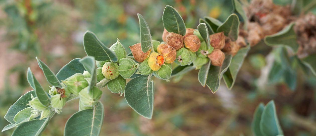 Blackmores Ashwagandha - what you need to know