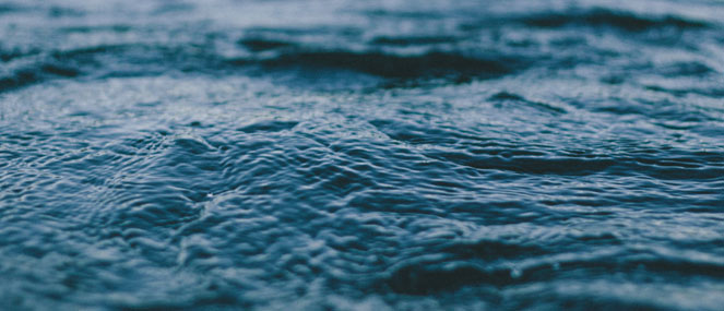 Fish & Nutritional Oils