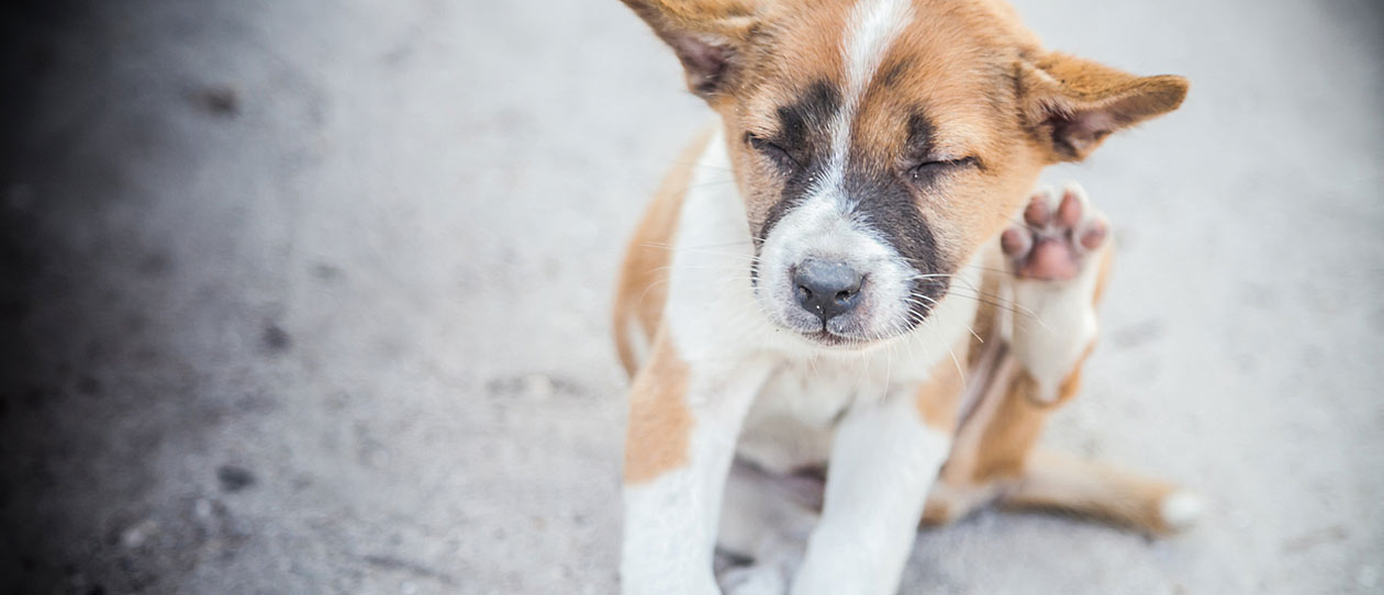 how do you treat dog dermatitis