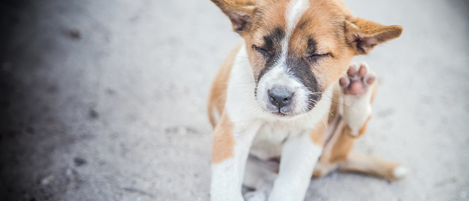 The 5 most common allergies and skin conditions in dogs