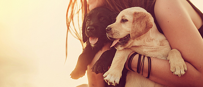 Can probiotics help your pet? PAW by Blackmores