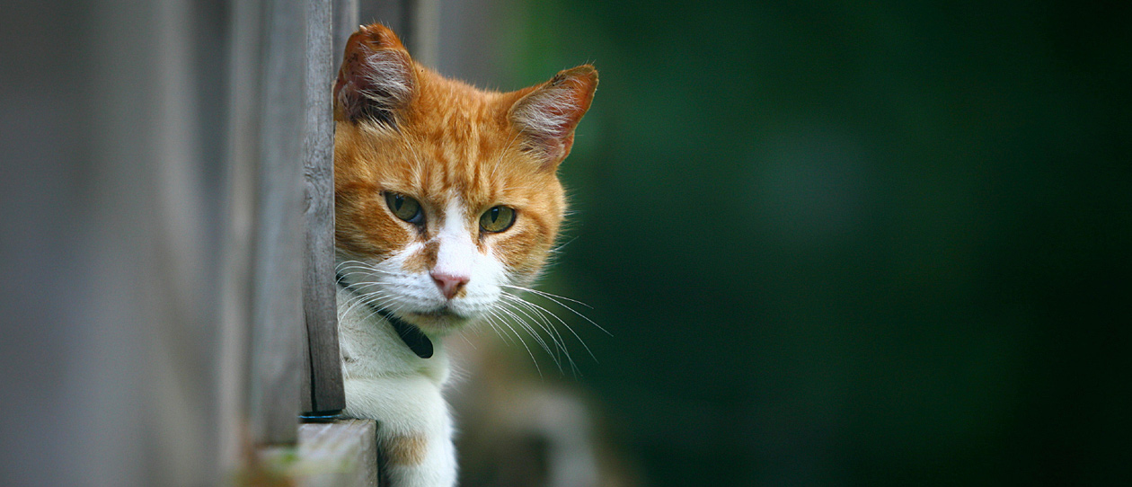 Blackmores caring for older cats