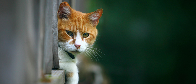 Caring for older cats