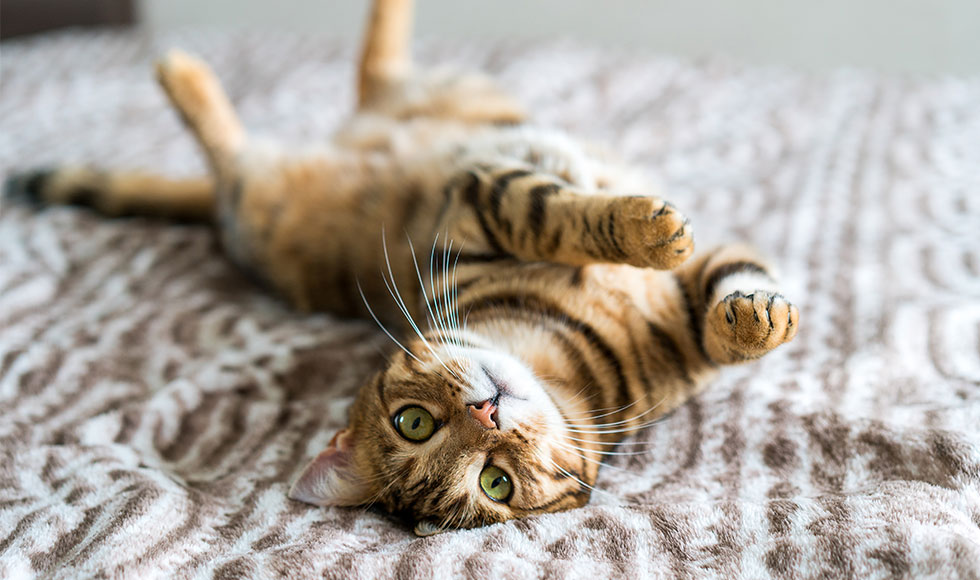 Cats that don’t shed, for people sensitive to hair