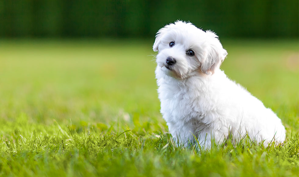 The best dog breeds for people with allergies