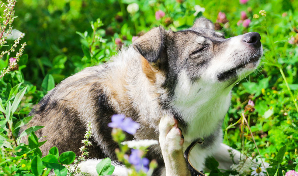 Dog rash: the causes, symptoms and cures