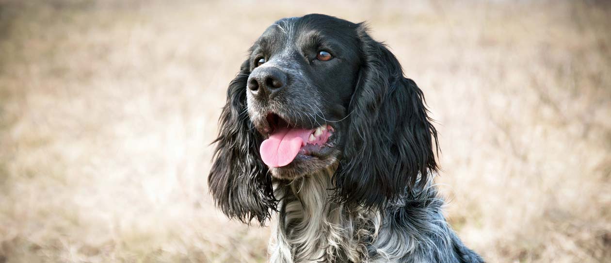 Blackmores dog ear infections spot the signs and treat the cause