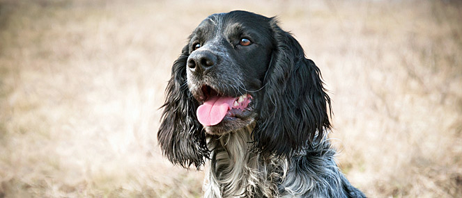 WATCH: How to clean your dog's ears