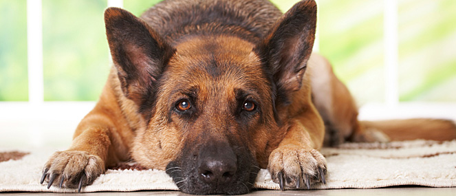 The painful truth about hip dysplasia