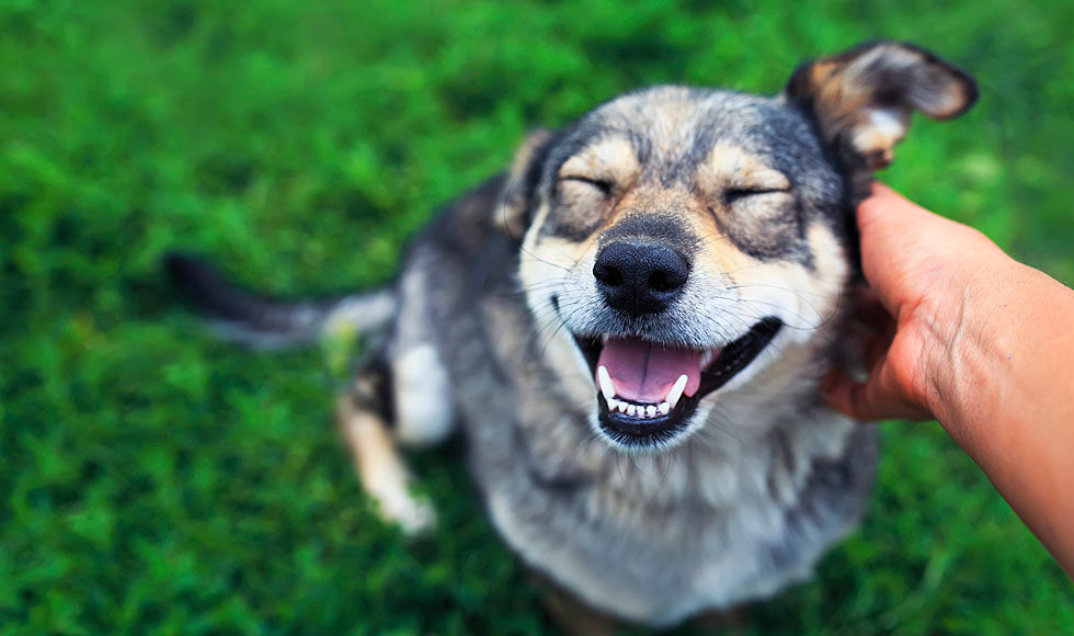 How to safely play with a ball with Dr Katrina Warren