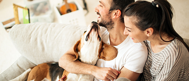 How to introduce your new partner to your pet. Learn more from www.blackmores.com.au/paw-by-blackmores