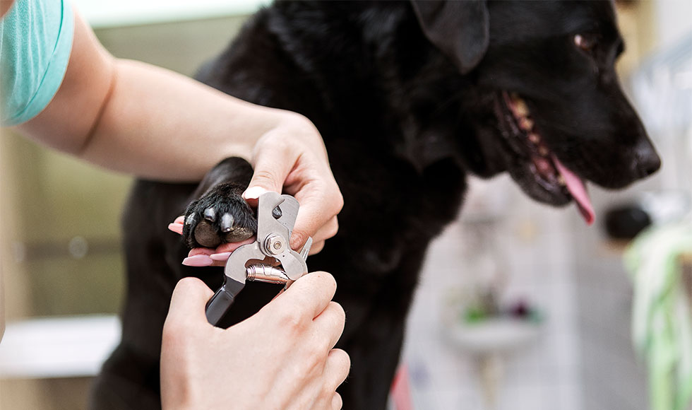 How to properly cut your dog’s nails