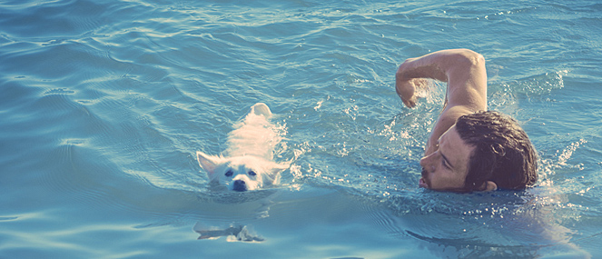 Looking after your dog this swimming season