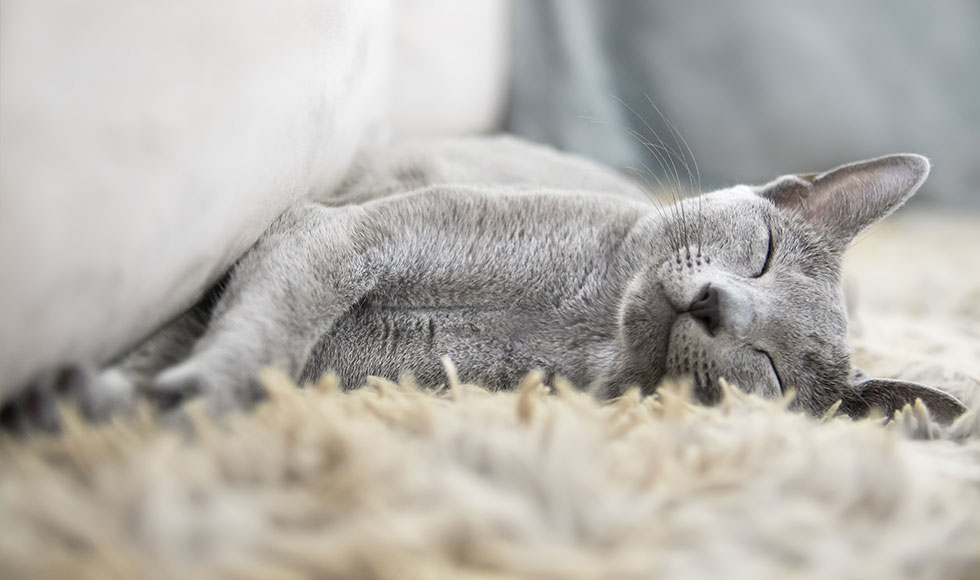 The best hypoallergenic cats for people with allergies 