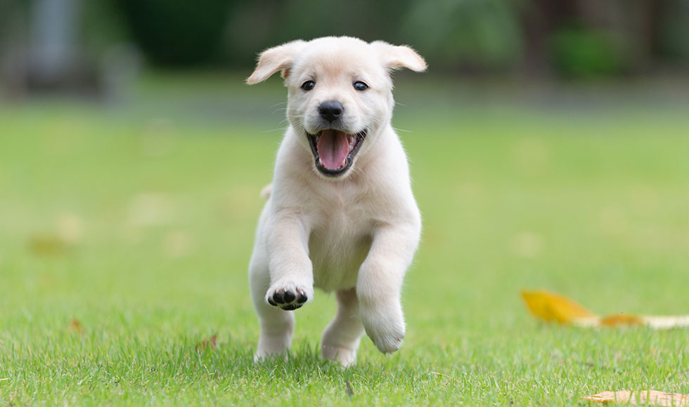 Preparing you and your home for a puppy 