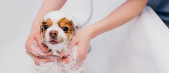 5 puppy grooming essentials