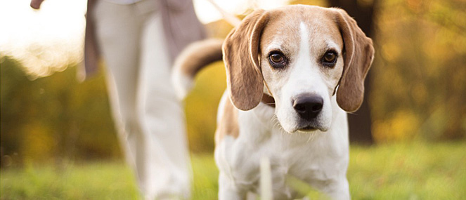 Liver disease in dogs