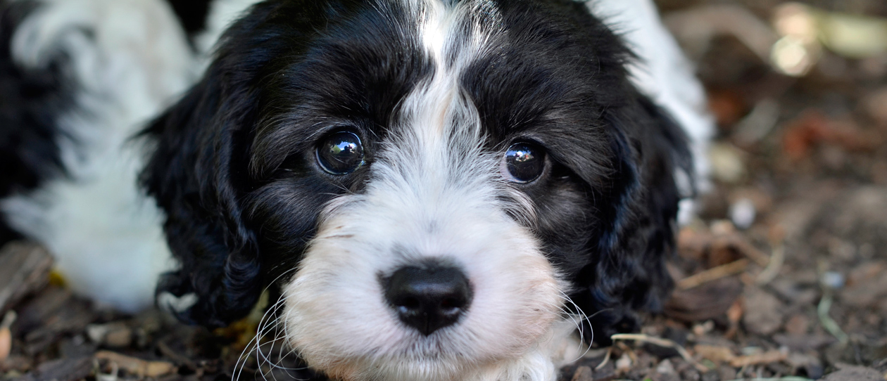 Close up of a black and white cavoodle lying on the brown bark