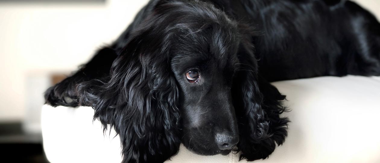 Blackmores talking breeds cocker spaniel