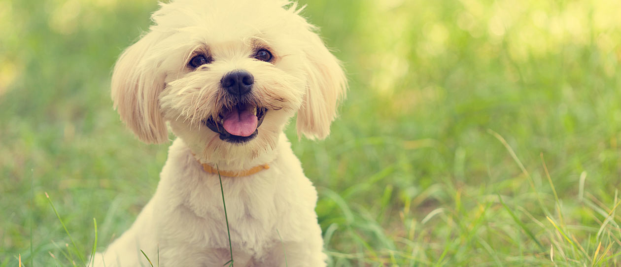 Blackmores talking breeds maltese