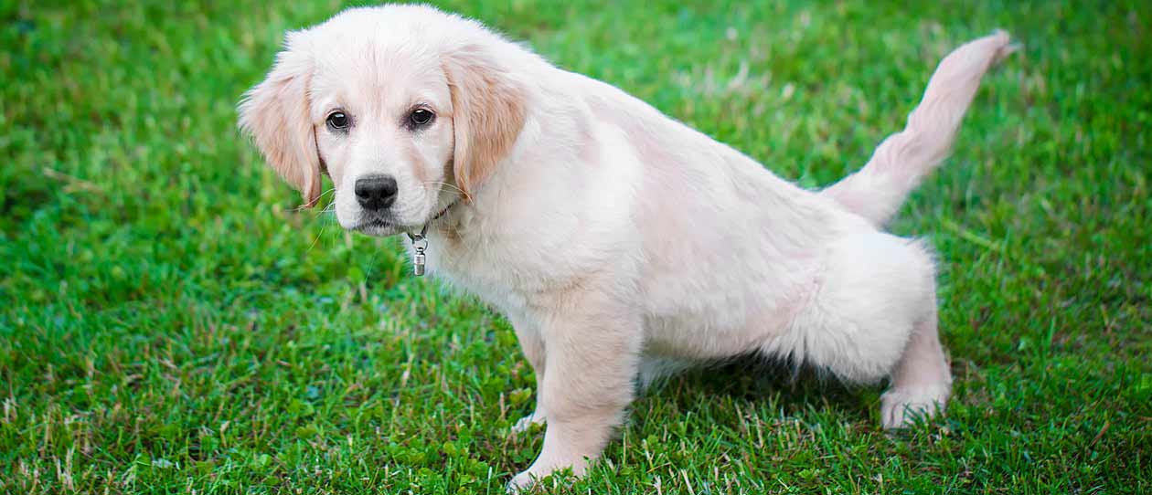 Blackmores your guide to puppy toilet training