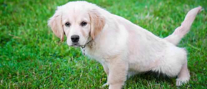 Your guide to puppy toilet training 