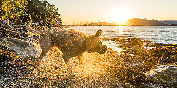 Pet grooming products