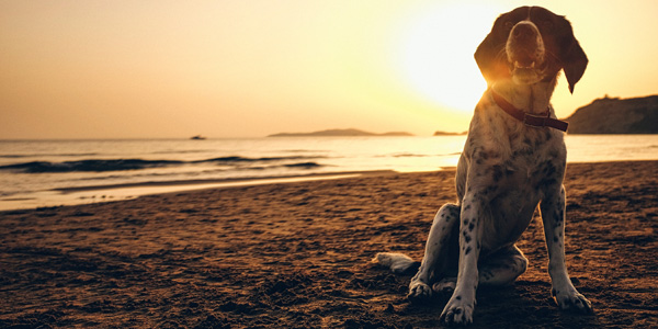 Liver health for pets