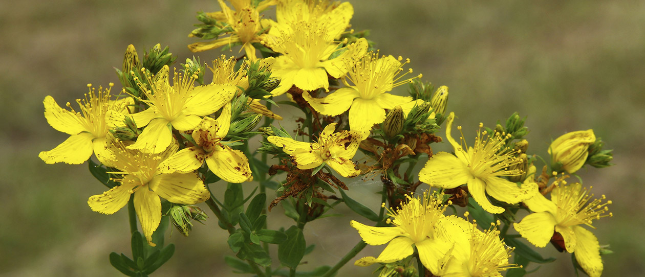 Blackmores st johns wort is it for you